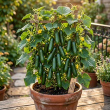 Patio Snacker Cucumber Seeds – Compact Cucumber Seeds for Home Garden