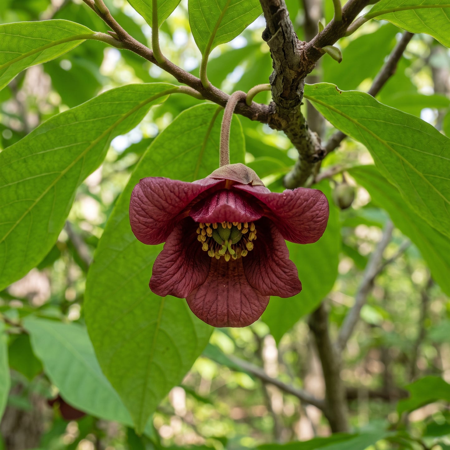 Pawpaw (Asimina triloba) Seeds for Planting
