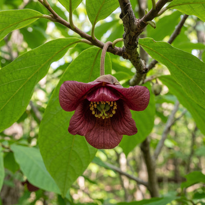 Pawpaw (Asimina triloba) Seeds for Planting