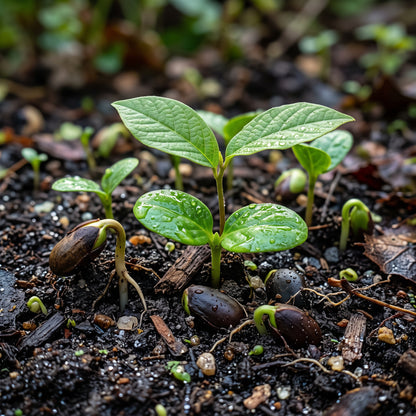 Pawpaw (Asimina triloba) Seeds for Planting