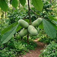 Pawpaw (Asimina triloba) Seeds for Planting
