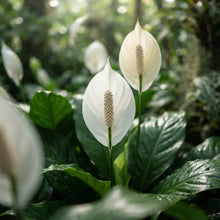 Peace Lily Spathiphyllum Seeds for Planting
