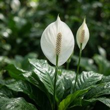 Peace Lily Spathiphyllum Seeds for Planting