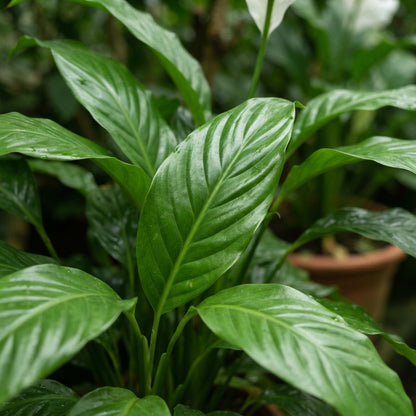 Peace Lily Spathiphyllum Seeds for Planting