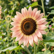 Peach Blush Sunflower Seeds For Planting