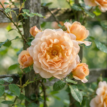 Peach Climbing Rose Flower Seeds for Planting