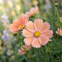 Peach Cosmos Flower Seeds for Planting