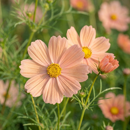 Peach Cosmos Flower Seeds for Planting