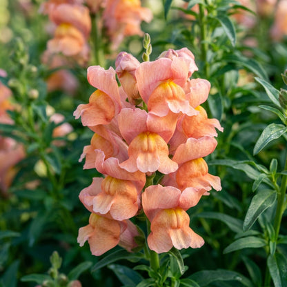 Peach Snapdragon Flower Seeds for Planting