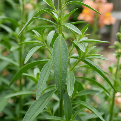 Peach Snapdragon Flower Seeds for Planting