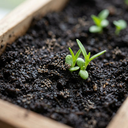 Peach Snapdragon Flower Seeds for Planting