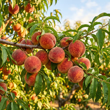 Petite Majesty Dwarf Peach Seeds for Planting