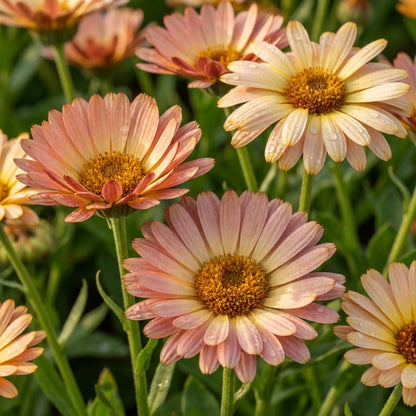 Soft Peach Calendula Flower Seeds For Planting