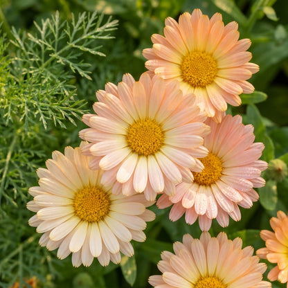 Soft Peach Calendula Flower Seeds For Planting