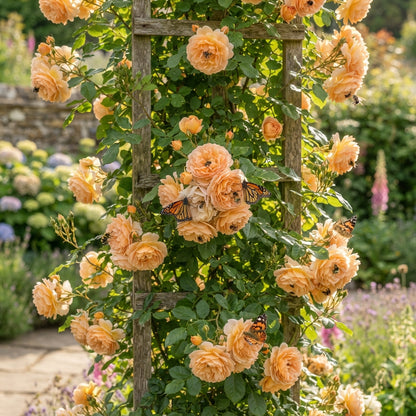 Peach Climbing Rose Flower Seeds for Planting