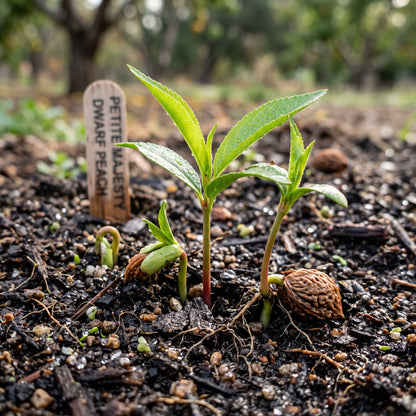 Petite Majesty Dwarf Peach Seeds for Planting