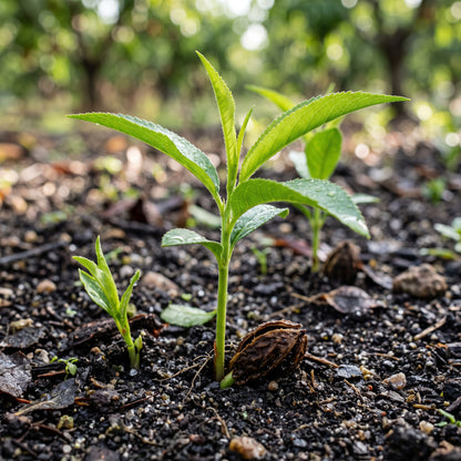 Nemaguard Peach (Prunus persica) Seeds for Planting