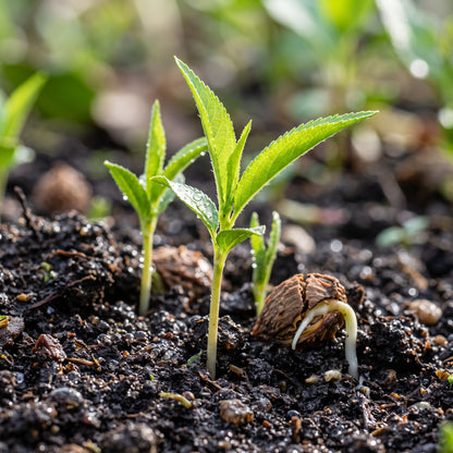 Dwarf Peach Tree Seeds for Planting