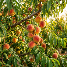 Nemaguard Peach (Prunus persica) Seeds for Planting
