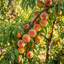 Dwarf Peach Tree Seeds for Planting