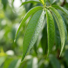 Nemaguard Peach (Prunus persica) Seeds for Planting