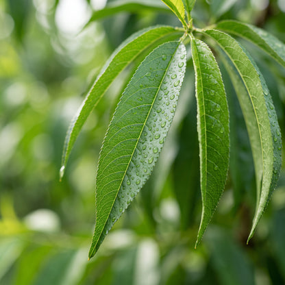 Nemaguard Peach (Prunus persica) Seeds for Planting