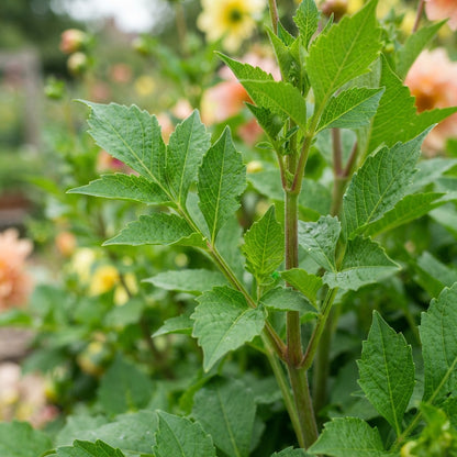 Mixed Peach and Yellow Dahlia Flower Seeds - Dahlia Flower Seeds for Garden