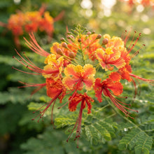 Caesalpinia pulcherrima Seeds for Planting