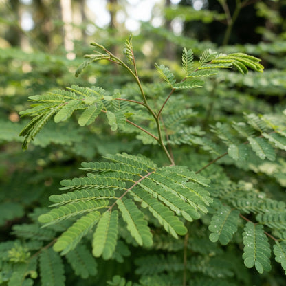 Caesalpinia pulcherrima Seeds for Planting