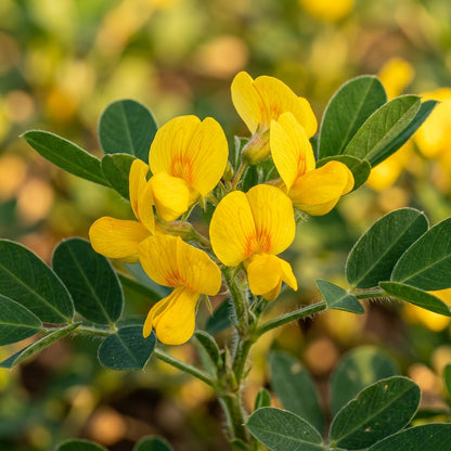 Jumbo Virginia Peanut Seeds for Planting – Productive Groundnut Vegetable Seeds