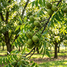 Pecan Tree Seeds for Outdoor Planting - Hardy Deciduous Tree Seeds for Landscapes, Farms & Backyard Gardens