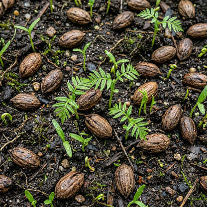 Pecan Tree Seeds for Outdoor Planting - Hardy Deciduous Tree Seeds for Landscapes, Farms & Backyard Gardens