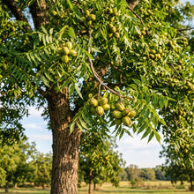 Northern Pecan Tree (Carya illinoinensis) Seeds for Planting