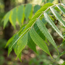 Northern Pecan Tree (Carya illinoinensis) Seeds for Planting
