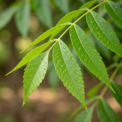 Pecan Tree Seeds for Outdoor Planting - Hardy Deciduous Tree Seeds for Landscapes, Farms & Backyard Gardens