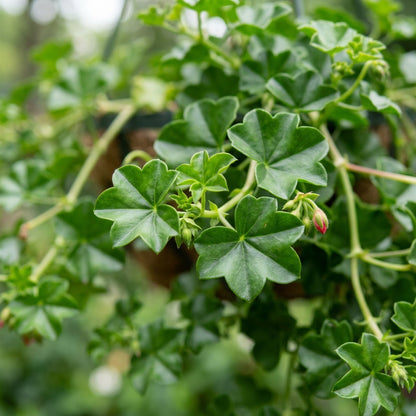 Ivy Geranium Flower Seeds - Ivy Geranium Flower Seeds for Garden
