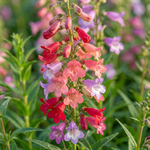 Penstemon Barbatus Cambridge Mixture Flower Seeds For Planting
