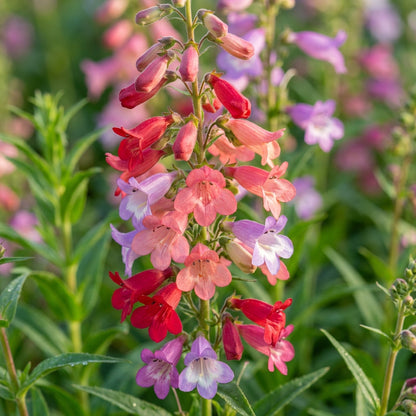 Penstemon Barbatus Cambridge Mixture Flower Seeds For Planting