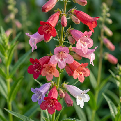 Penstemon Barbatus Cambridge Mixture Flower Seeds For Planting