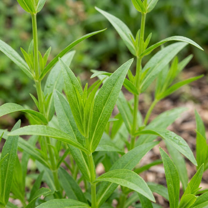 Penstemon Barbatus Cambridge Mixture Flower Seeds For Planting