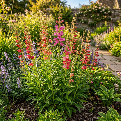 Penstemon Barbatus Cambridge Mixture Flower Seeds For Planting