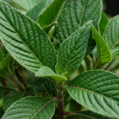 Pentas Lanceolata Flower Seeds – Colourful Pentas Blooms