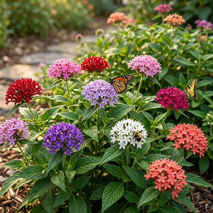 Pentas Lanceolata Flower Seeds – Colourful Pentas Blooms