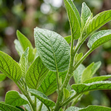 Pepino Dulce (Solanum muricatum) Seeds for Planting