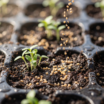 Pepino Dulce (Solanum muricatum) Seeds for Planting