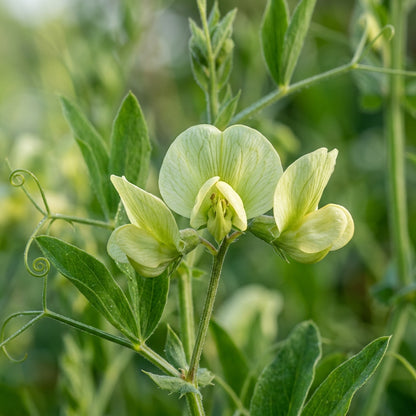 Lathyrus Chloranthus Perennial Pea Flower Seeds For Planting