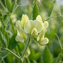Lathyrus Chloranthus Perennial Pea Flower Seeds For Planting