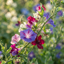 Perennial Vine Seeds for Planting
