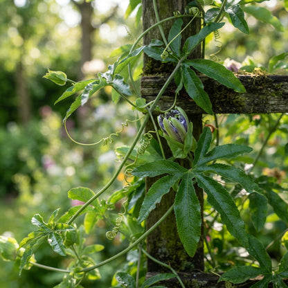 Perennial Vine Seeds for Planting