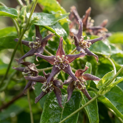 Periploca graeca Flower Seeds for Planting